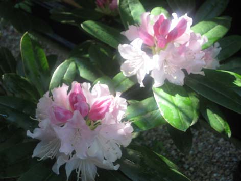 ピンクのお花