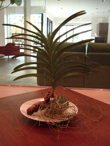 植物１