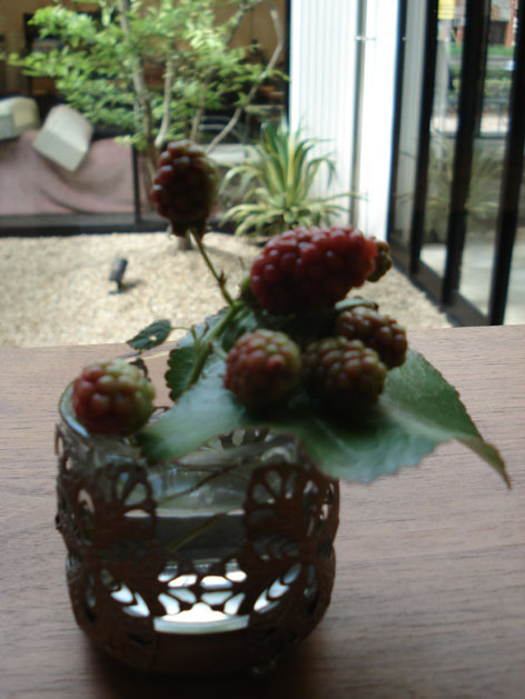植物２