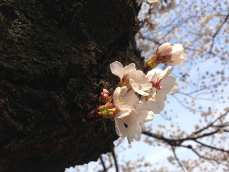 ＱＱ写真 1