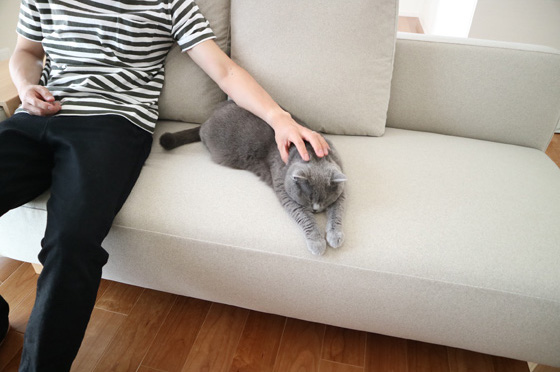 ソファの上でくつろぐ猫