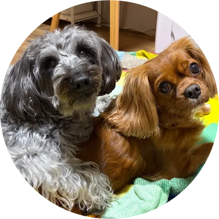 犬