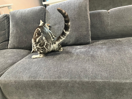 ソファのある暮らし - 埼玉県 M.A様邸 | 国産ソファブランド NOYES